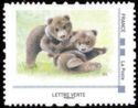 Brown bear cubs