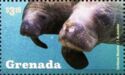 Marine Life - West Indian Manatees