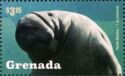 Marine Life - West Indian Manatees