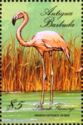 Greater Flamingo (Phoenicopterus roseus)