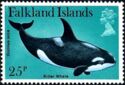 Killer Whale (Orcinus orca)