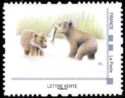 Brown bear cubs