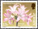 Jersey Lily - Amaryllis belladonna