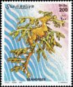 Leafy Seadragon (Phycodurus eques)