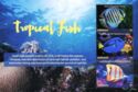 Tropical Fish