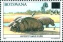 Hippopotamus (Hippopotamus amphibius)