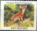 White-Tailed Deer