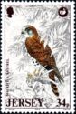 Mauritius Kestrel (Falco punctatus)