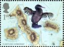 Flightless Cormorant (Nannopterum harrisi)