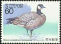 Aleutian Cackling Goose (Branta hutchinsii)