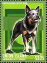 Australian Cattle Dog