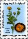 Moroccan Flora - Calendula stellata