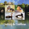 Ducks of the Caribbean