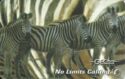 No Limits Calling. Zebras