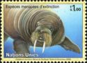 Walrus (Odobenus rosmarus)
