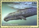 Grey Whale (Eschrichtius robustus)