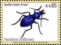 Blue Ground Beetle (Carabus intricatus)