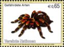 Mexican Redknee Tarantula (Brachypelma smithi)