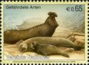Northern Elephant Seal (Mirounga angustirostris)