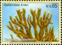 Sea Ginger (Millepora alcicornis)