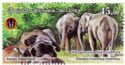 Asian Elephant (Elephas maximus)