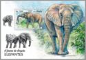 African Elephant (Loxodonta africana)