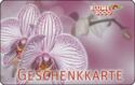 Phalaenopsis orchid white with purple stripes