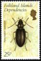 Beetle (Hydromedion sparsutum)