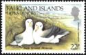 Black-browed Albatross (Thalassarche melanophris)