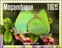 Green Hairstreak (Callophrys rubi)
