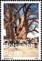 Baobab Tree (Adansonia digitata)