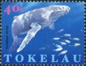 Humpback Whale (Megaptera novaeangliae)