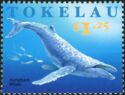 Humpback Whale (Megaptera novaeangliae)