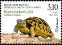 Hermann's Tortoise (Testudo hermanni)