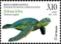 Green Sea Turtle (Chelonia mydas)