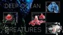 Deep Sea Animals
