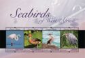 Seabirds of West Africa