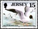 Black-headed Gull (Larus ridibundus)