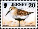 Dunlin (Calidris alpina)