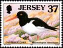 Eurasian Oystercatcher (Haematopus ostralegus)