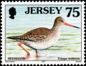 Common Redshank (Tringa totanus)