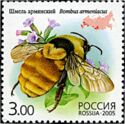 Armenian Bumblebee (Bombus armeniacus)