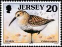 Dunlin (Calidris alpina)