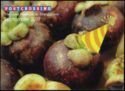 Postcrossing The 2nd Meetup in Dongguan 16 September 2019 - Mangosteen fruits