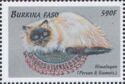 Himalayan Cat
