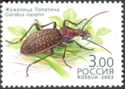 Ground Beetle (Carabus lopatini)