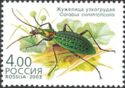 Ground Beetle (Carabus constricticollis)