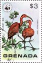Scarlet ibis (Eudocimus ruber)