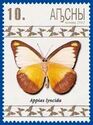 Appias lyncida