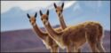 Tolles Trio (amazing trio) - 3 vicunas